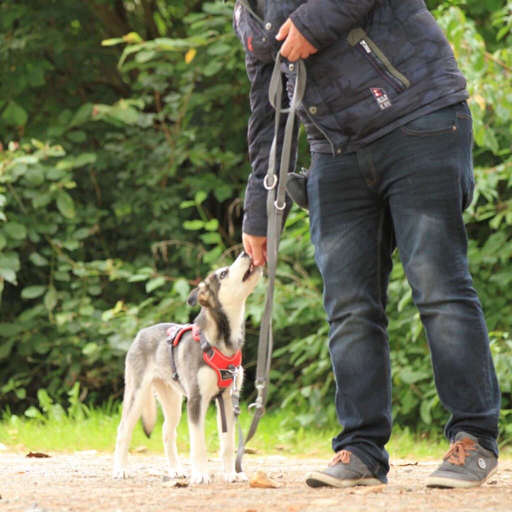 Husky Floyd beim Training Gesunder Napf - zertifizierte Tierernährungsberatung
