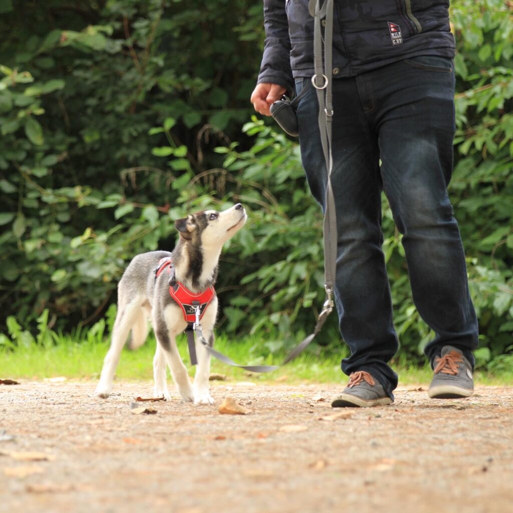 Hundetraining für Gesundheit mit Floyd und zertifizierten Tierernährungsberater Michael Kulig Gesunder Napf