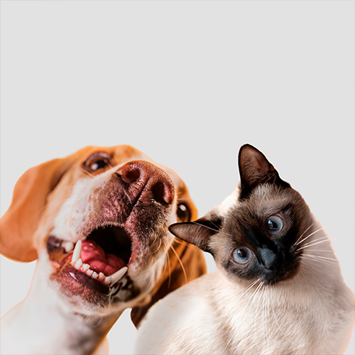 Schulungen für deine Katzen und Hunde bei Gesunder Napf