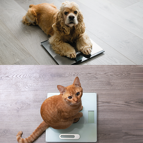 Gewichtsmanagement Service von Gesunder Napf für Hunde und Katzen