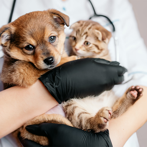 Hunde und Katzen Gesundheit bei Gesunder Napf