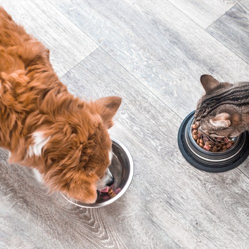 Tierfutterbewertung für Hunde und Katzen bei Gesunder Napf