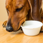 Darf ein Hund Quark essen?