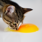 Darf meine Katze Ei essen?