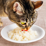 Darf meine Katze Reis essen